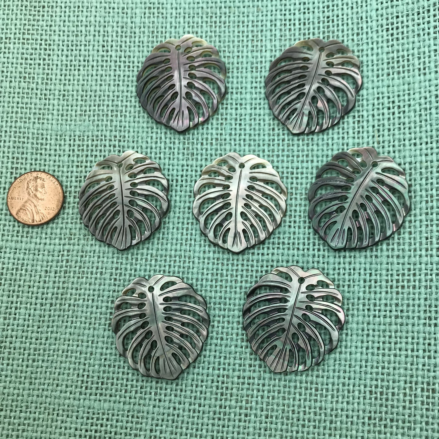 Large Paua Shell Monstera