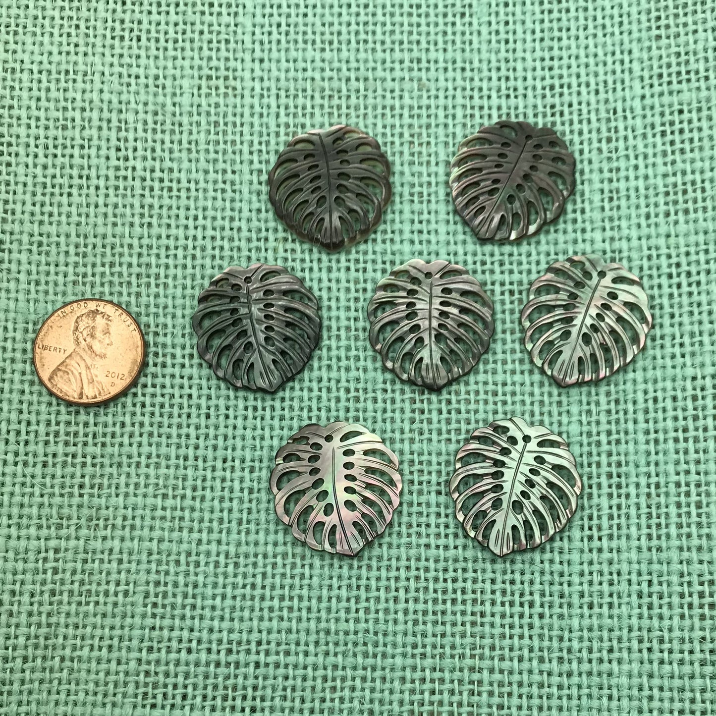 Small Paua Shell Monstera