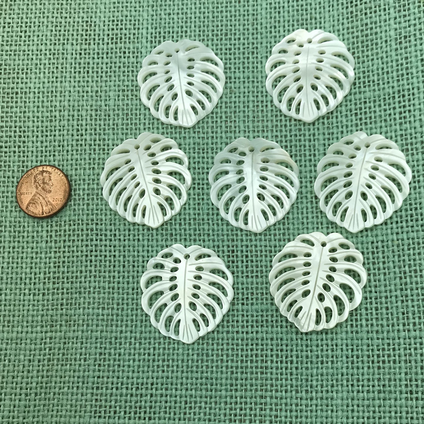 Large Mother of Pearl Monstera
