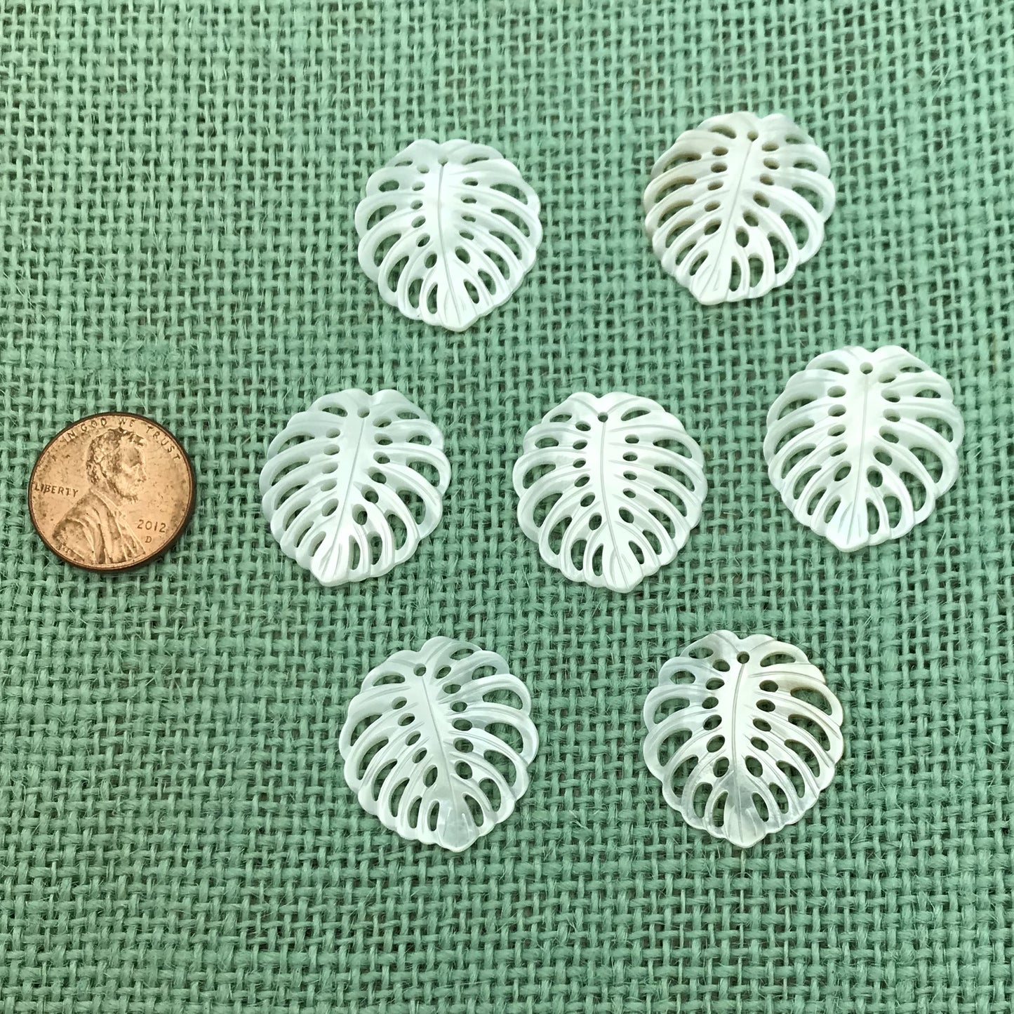 Small Mother of Pearl Monstera