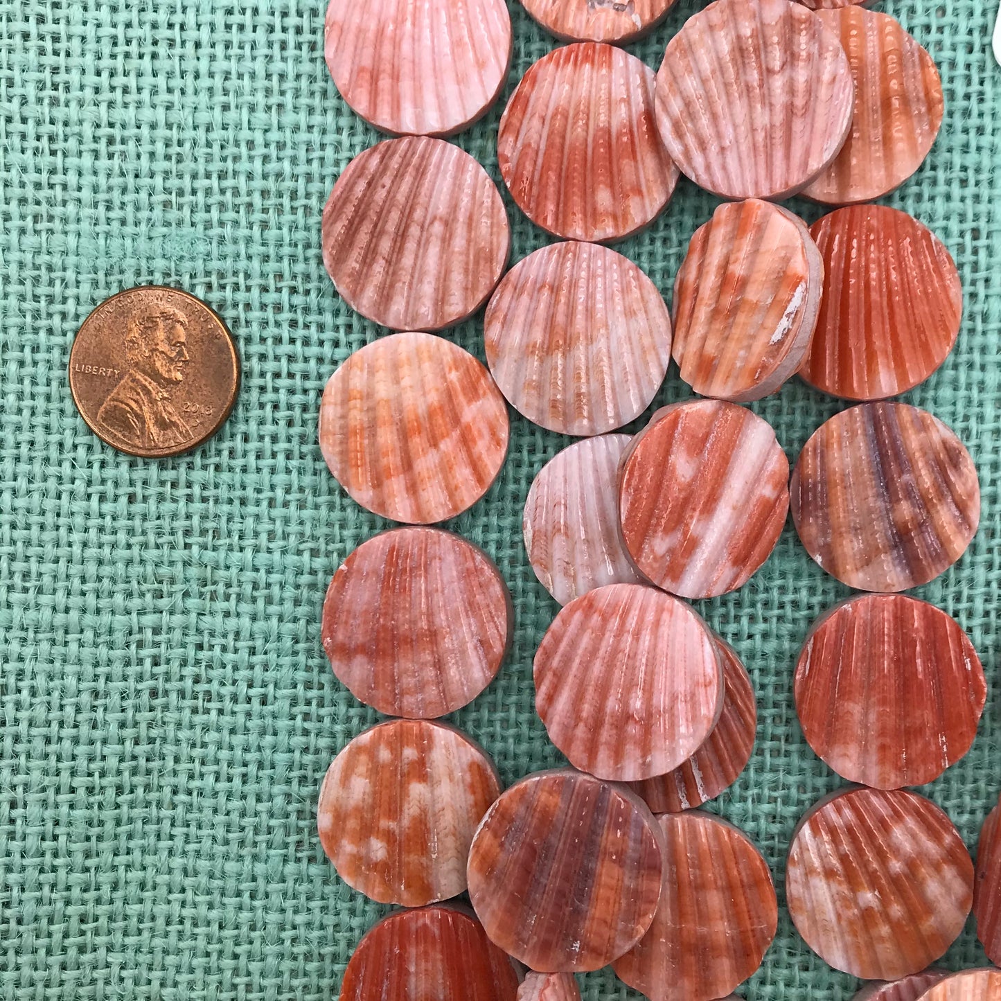 20-25mm Pecten Nobilis