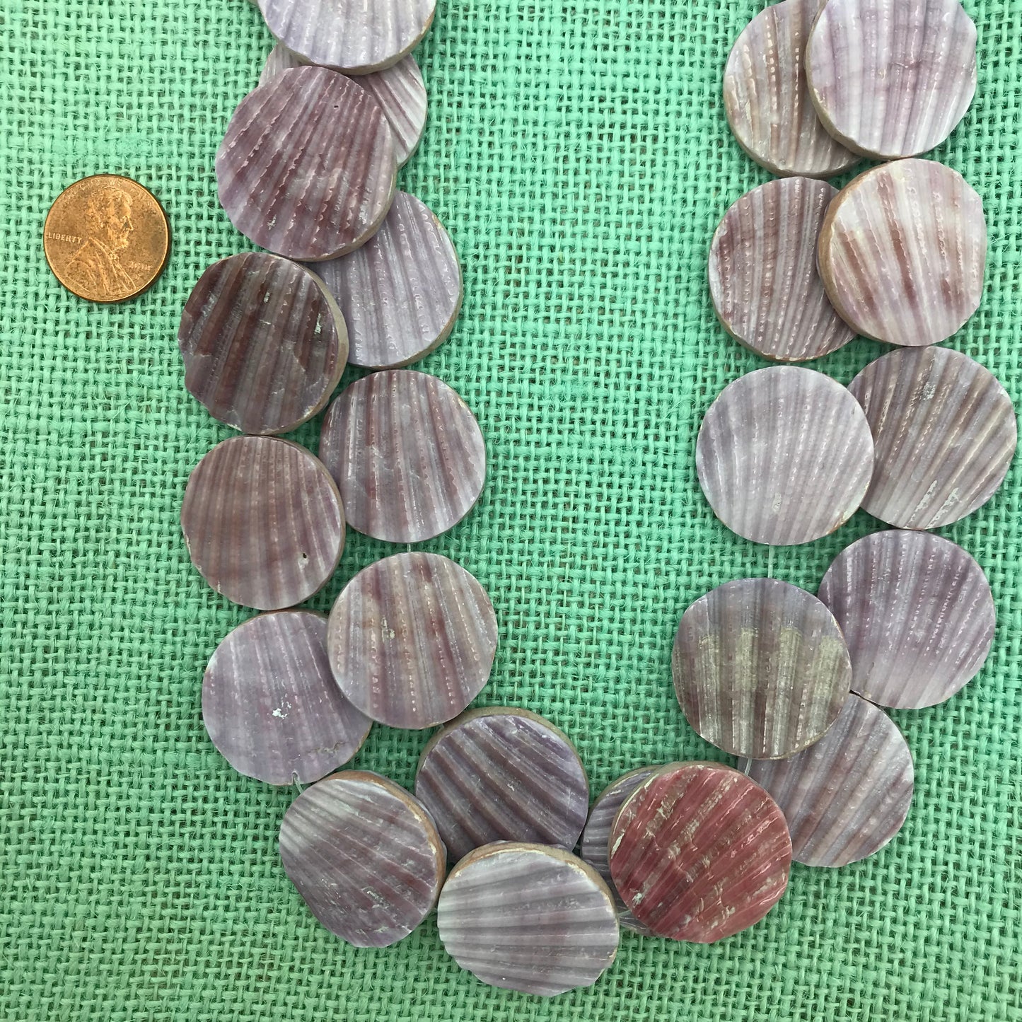 20-25mm Pecten  Lavender