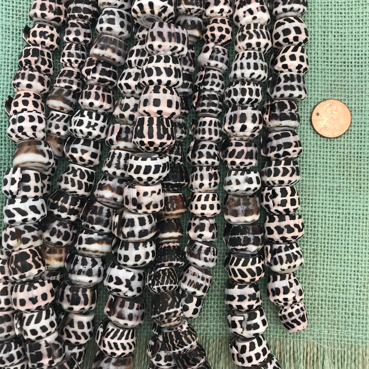 Tiger Puka Shell