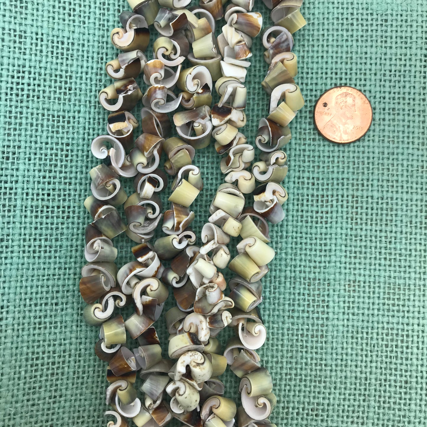 Exotica Rose Curly Shell
